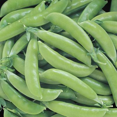 Pisum sativum Super Snap