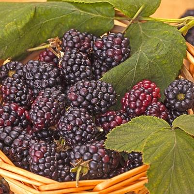 Rubus fruticosus Triple Crown