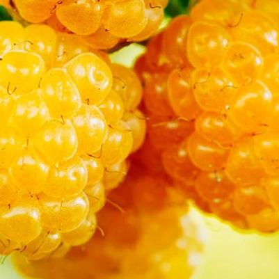 Rubus idaeus Fall Gold