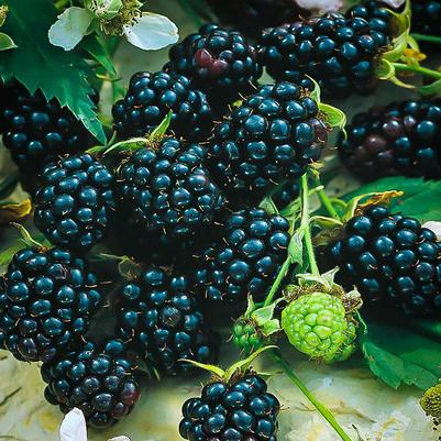 Rubus fruticosus Apache