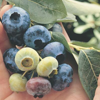 Vaccinium corymbosum Chandler