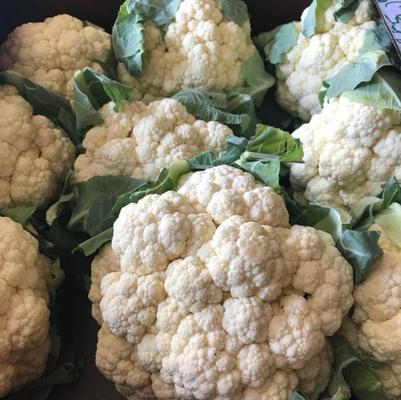 Brassica oleracea Snow Crown