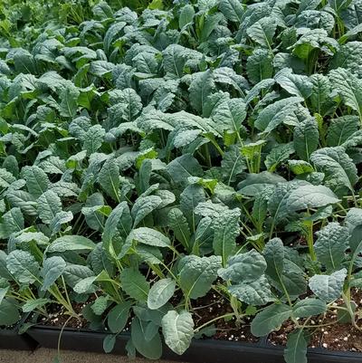 Brassica oleracea 
