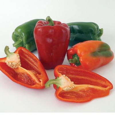 Capsicum annuum Ace