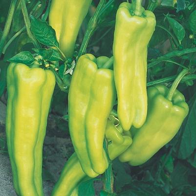 Capsicum annuum Aruba