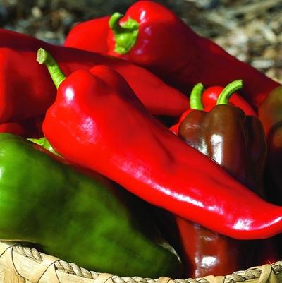 Capsicum annuum Carmen