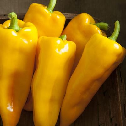 Capsicum annuum Escamillo