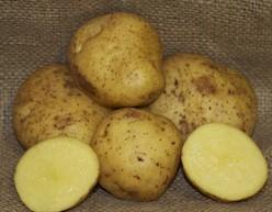 Solanum tuberosum Yukon Gold
