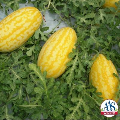 Citrullus lanatus Seeded - Gold In Gold