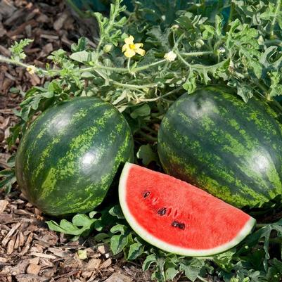 Citrullus lanatus Seeded - Mini Love