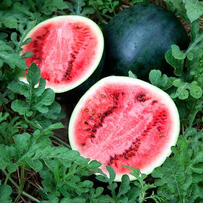Citrullus lanatus Seeded - Sugar Baby