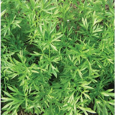 Coriandrum sativum Confetti
