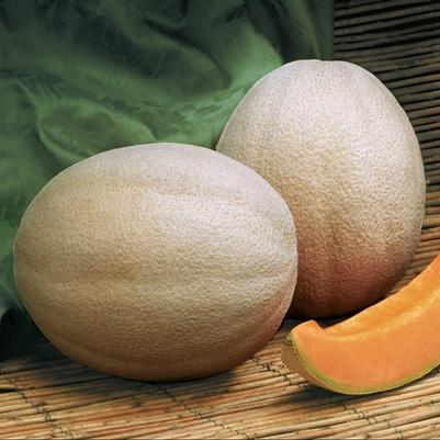 Cucumis melo Aphrodite