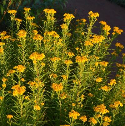 Tagetes lucida 