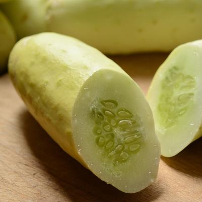 Cucumis sativus Martini (White Slicer!)