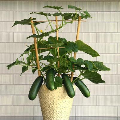 Cucumis sativus Quick Snack
