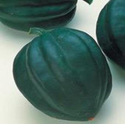 Cucurbita pepo Table Ace