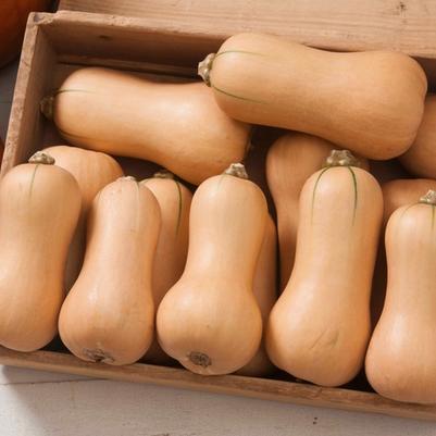 Cucurbita moschata Butterscotch