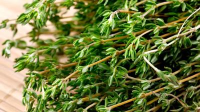 Thymus vulgaris 