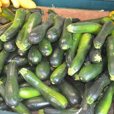 Cucurbita pepo Zucchini