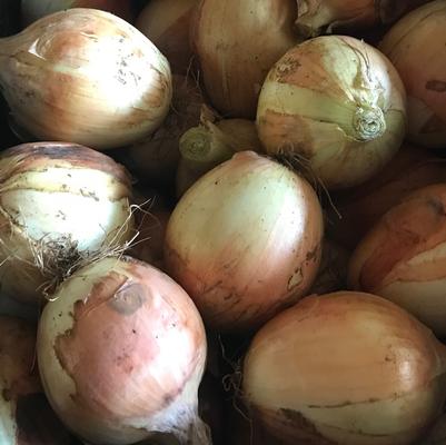 Allium cepa Candy