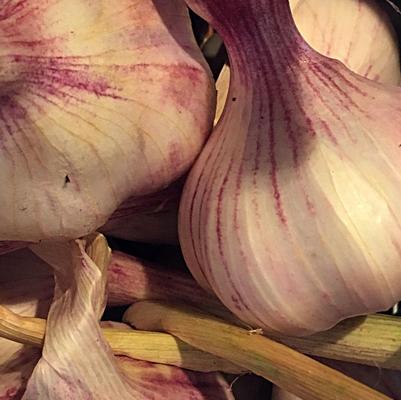 Allium sativum German Red (hard neck)