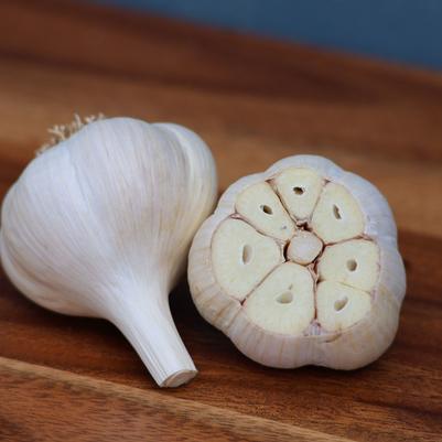 Allium sativum German White (hard neck)
