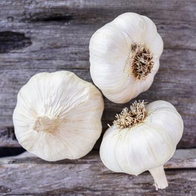 Allium sativum Lorz Italian (soft neck)
