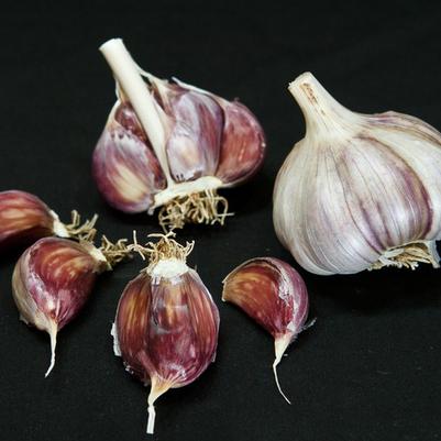 Allium sativum Purple Glazer (hard neck)