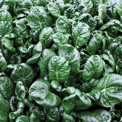 Brassica Longevity F1