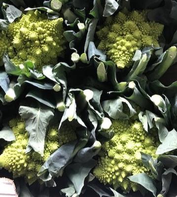 Brassica oleracea Romanesco