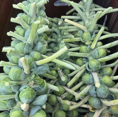 Brassica oleracea var. gemmifera Dagan