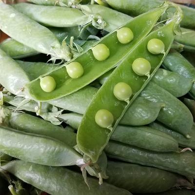 Pisum sativum 