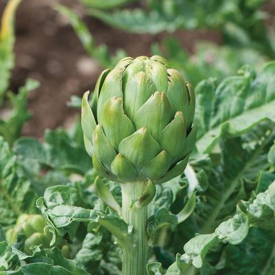 Cynara cardunculus Globe