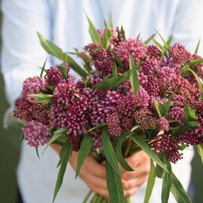 Eupatorium purpureum 