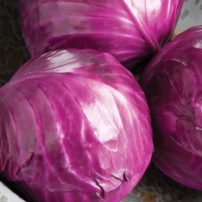 Brassica oleracea Ruby Perfection