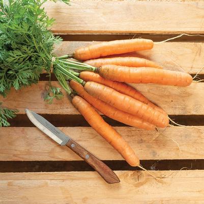 Daucus carota Adelaide