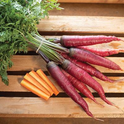 Daucus carota Dragon