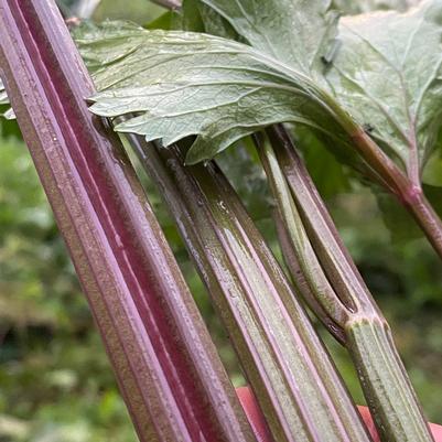 Apium graveolens Pink Plume
