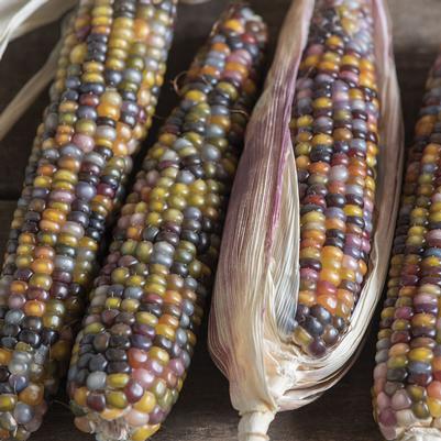Zea mays Ornamental, Glass Gem