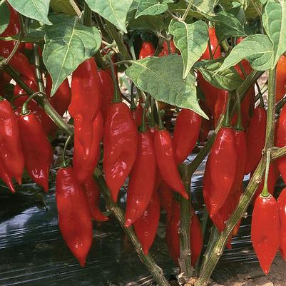 Capsicum annuum Red Habanero