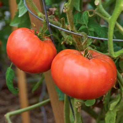 Solanum lycopersicon Mortgage Lifter