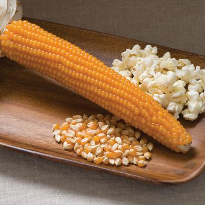 Zea mays everita Robust Yellow