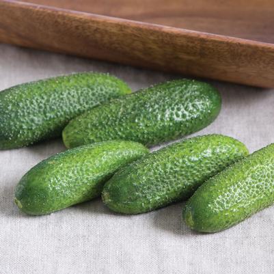 Cucumis sativus Adam Gerhkin