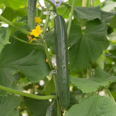 Cucumis sativus Japanese