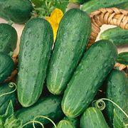 Cucumis sativus Kirby
