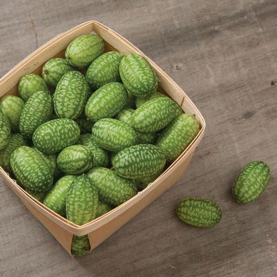 Cucumis sativus Mexican Sour Gherkin
