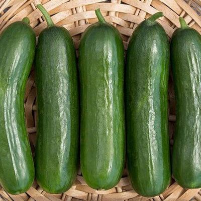 Cucumis sativus Piccolino