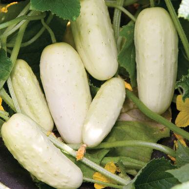 Cucumis sativus Salt & Pepper