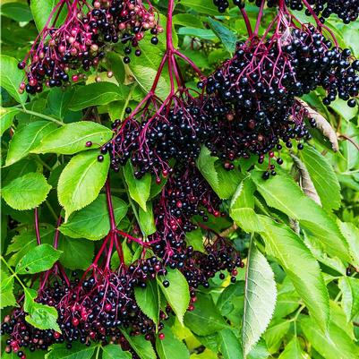 Sambucus nigra Marge